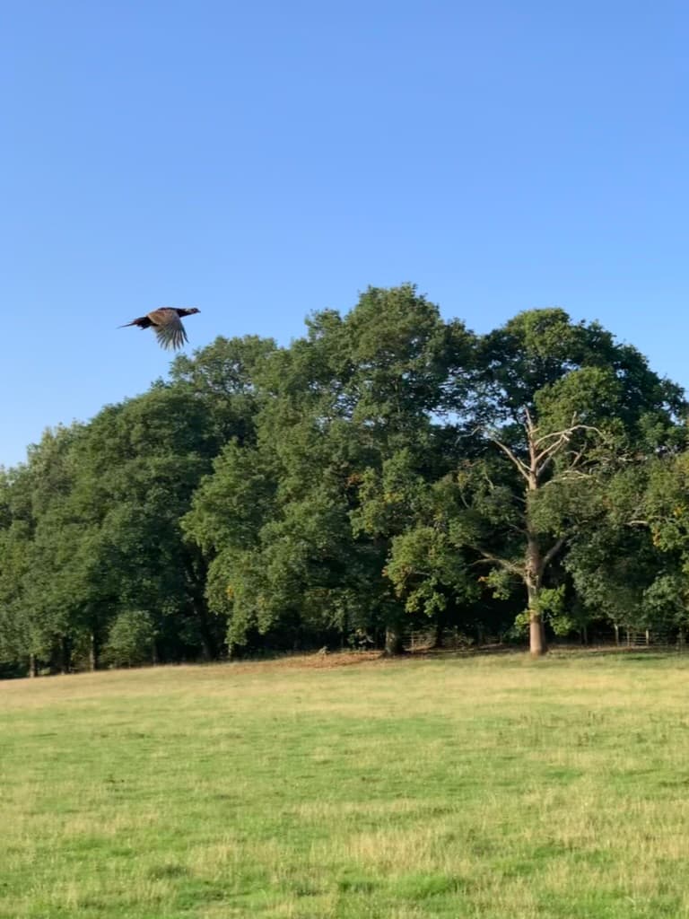 A bird flying above a Cox Green field