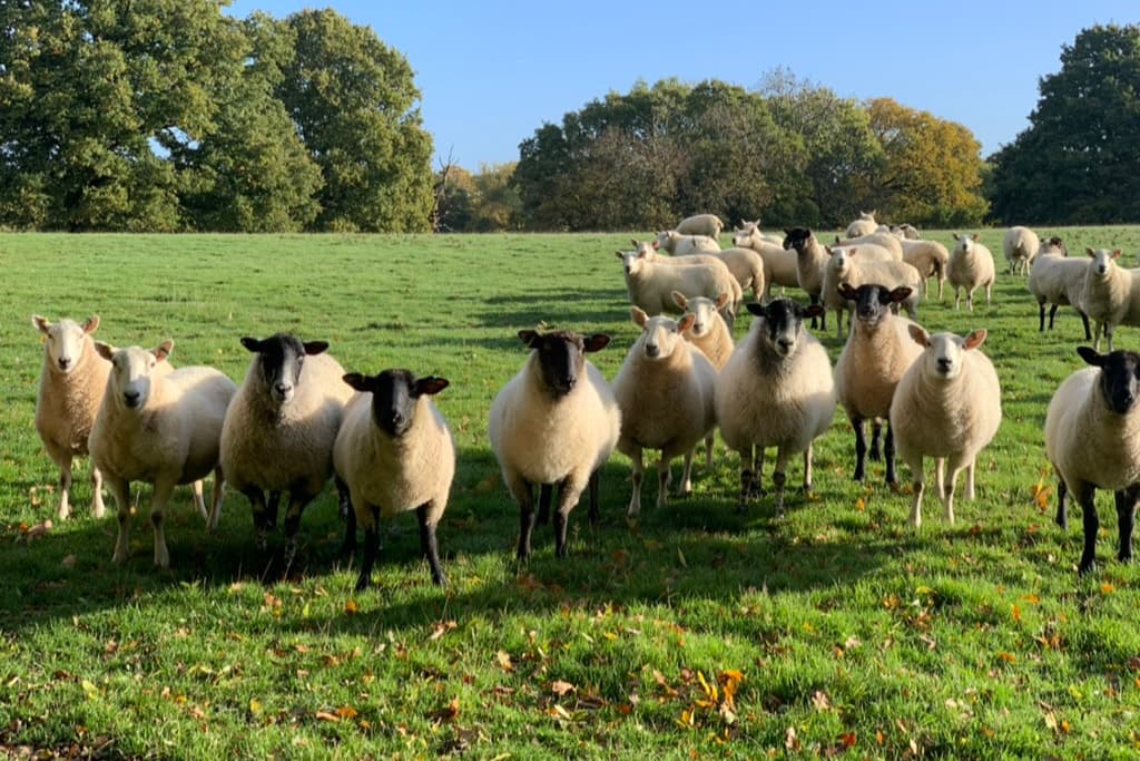 A flock of sheep facing the camera in low autumn sunlight, with fallen leaves on the grass