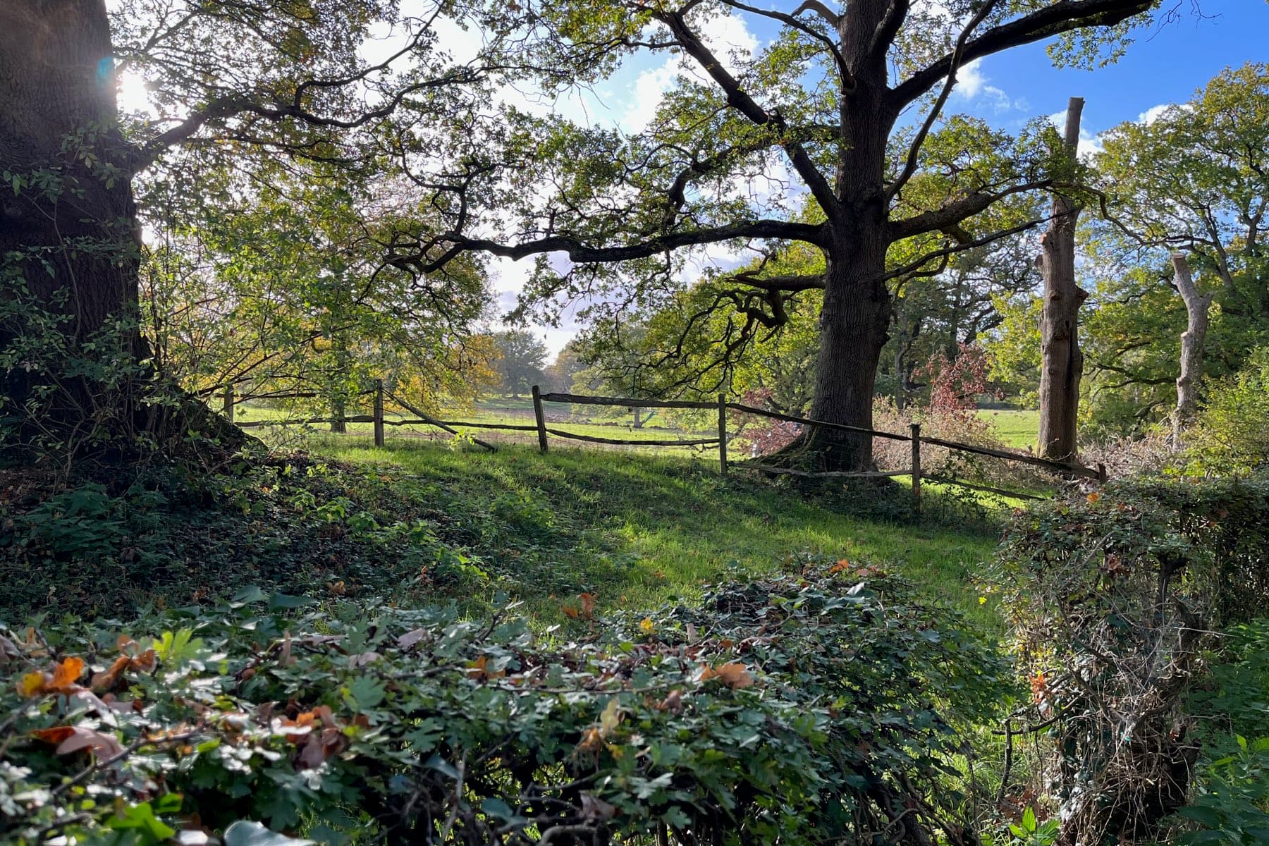 An old oak and a post-and-rail fence at the edge of parkland in autumn