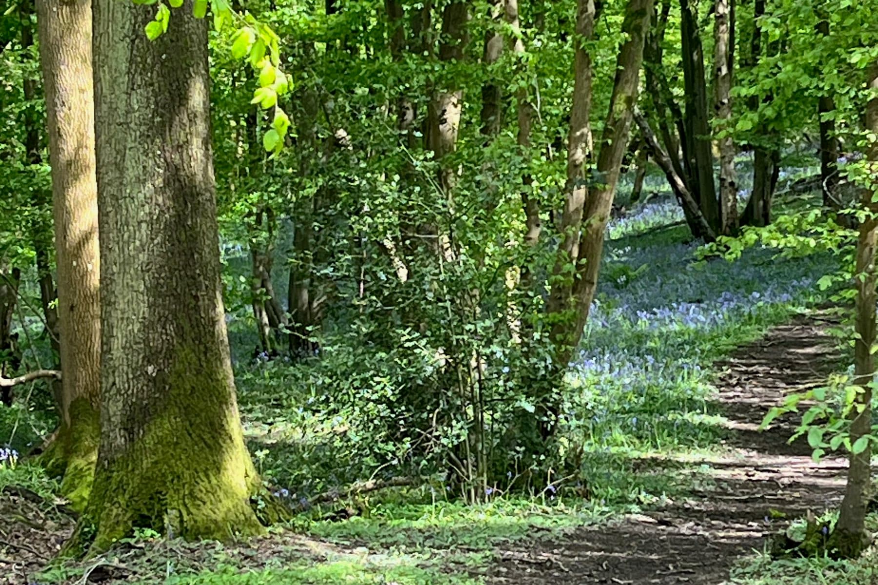 Bluebells flowering through an open wood beside a bare earth path