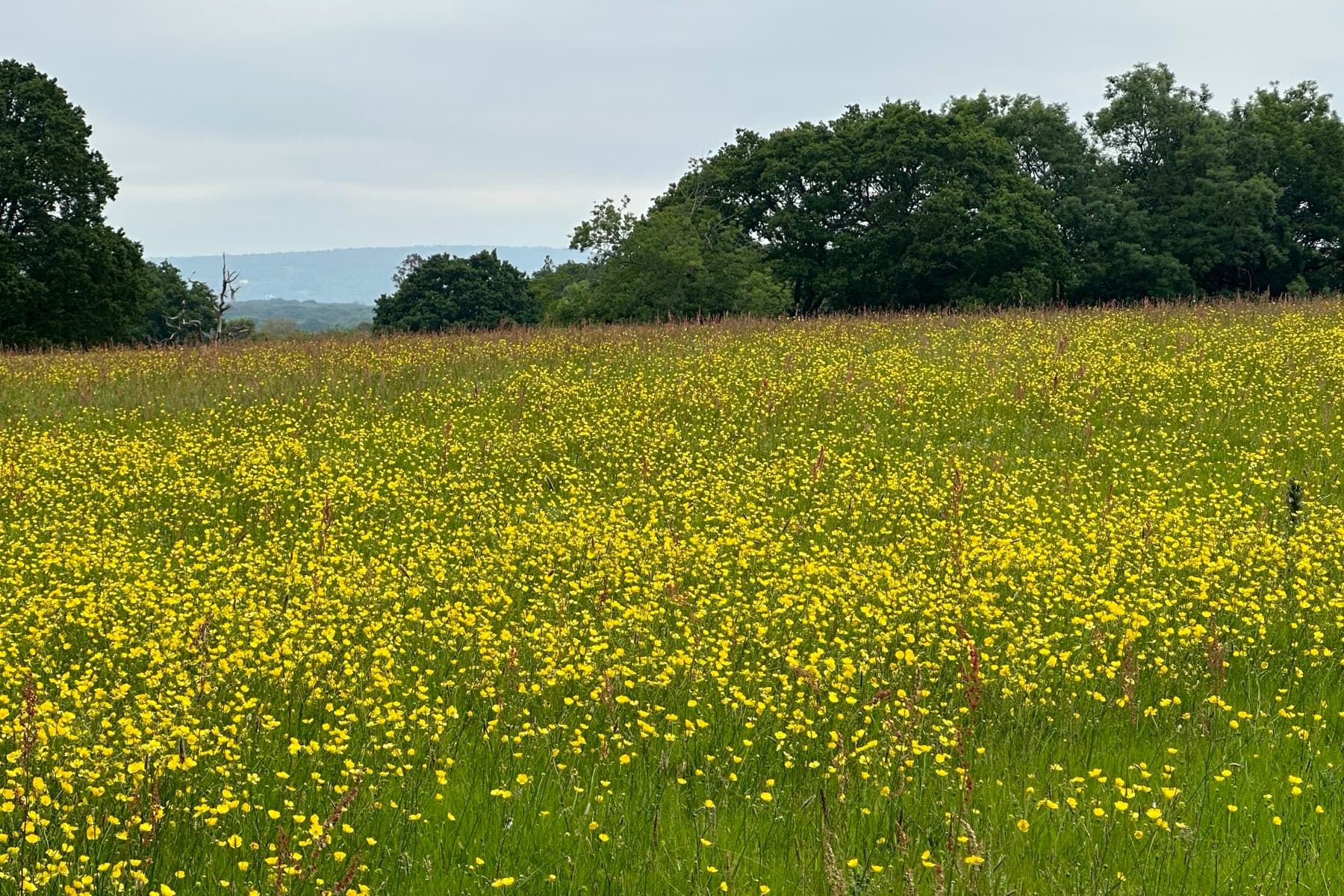 A meadow thick with buttercups, with hills faintly visible on the horizon