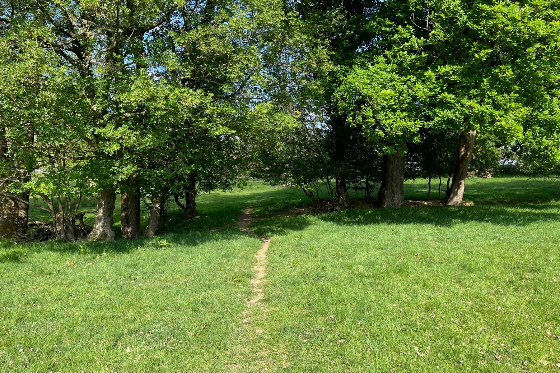 A narrow mown footpath running between oaks across a bright green field
