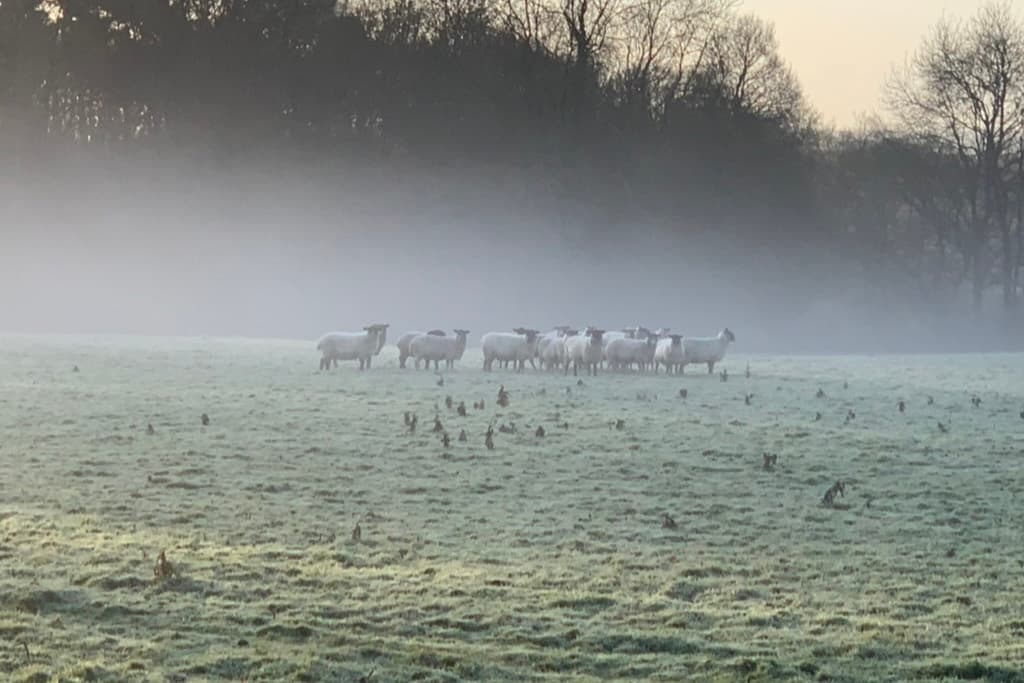 Sheep gathered at the treeline in a frosted field, with mist lying across the grass