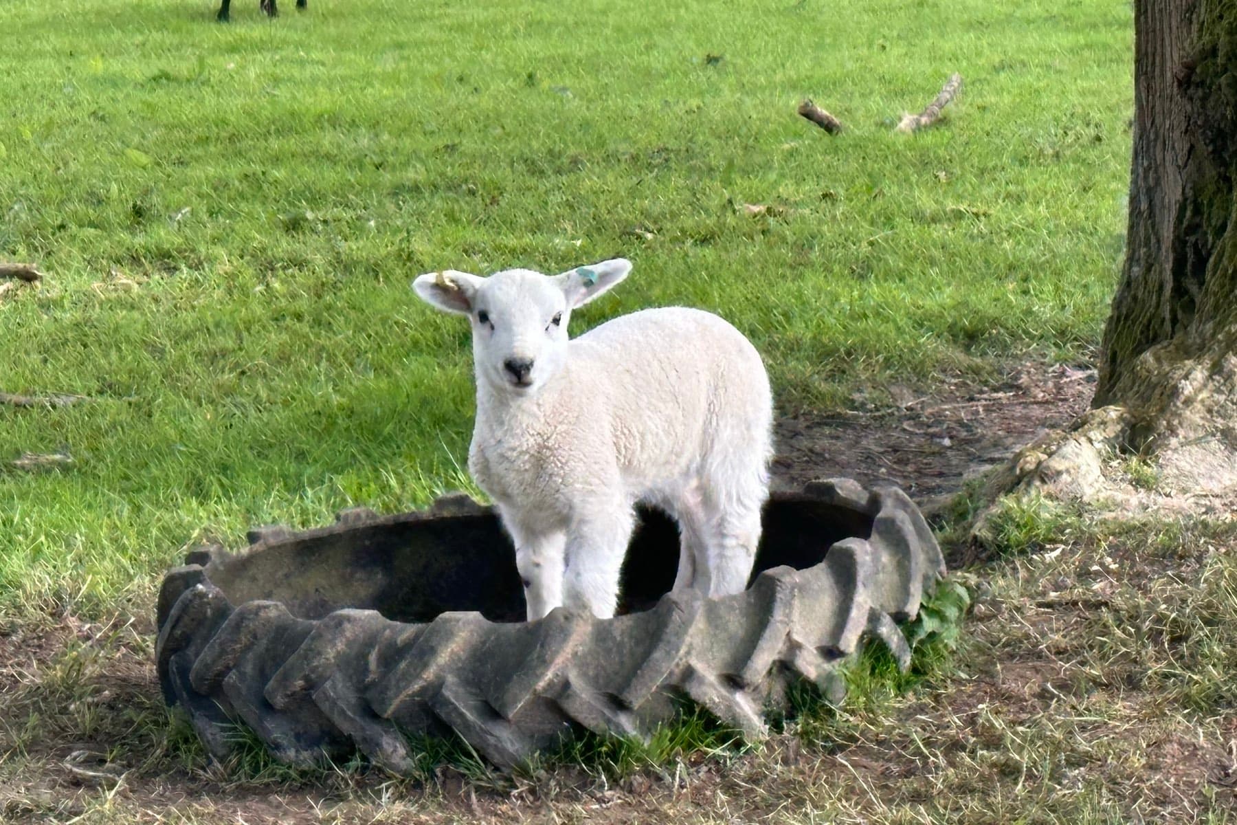 A lamb standing in an old tractor tyre used as a feeder, under a tree in a green field