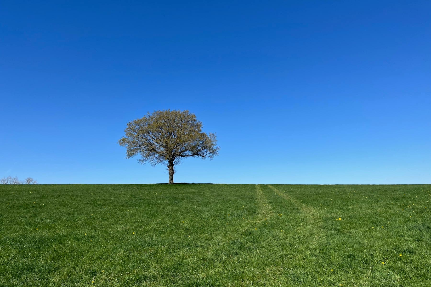 A single oak standing on the crest of a grass field under a clear blue sky