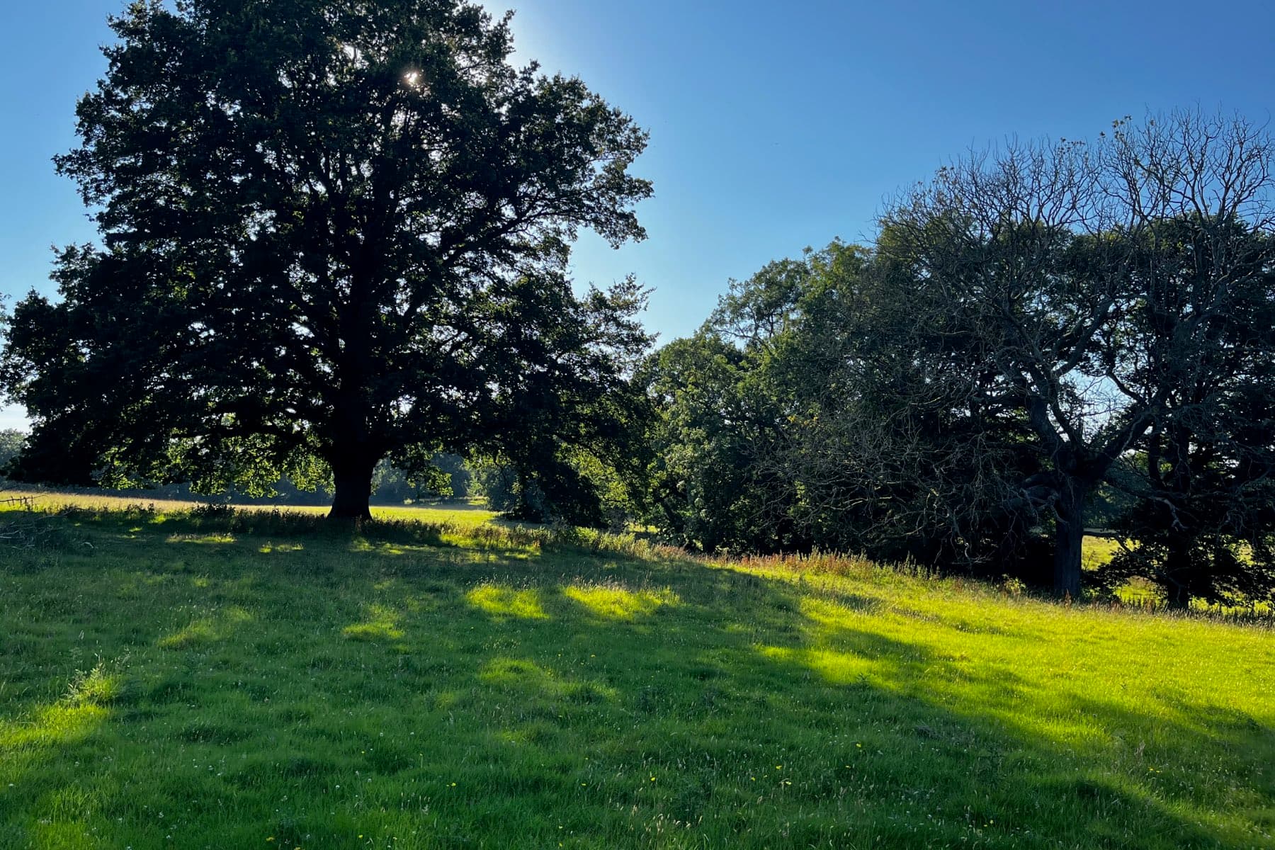 A broad oak backlit by low sun, casting long shadows over rough grass