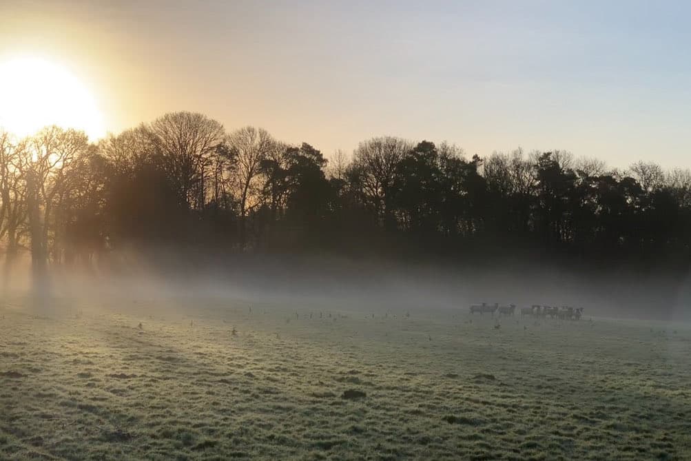 Sun rising through mist over a frosted field, with animals grazing at the treeline