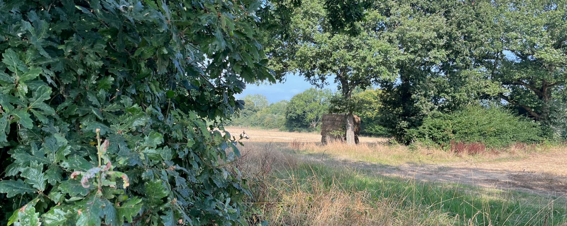 An oak-shaded field edge in high summer, with rough grass and hedgerow along the boundary