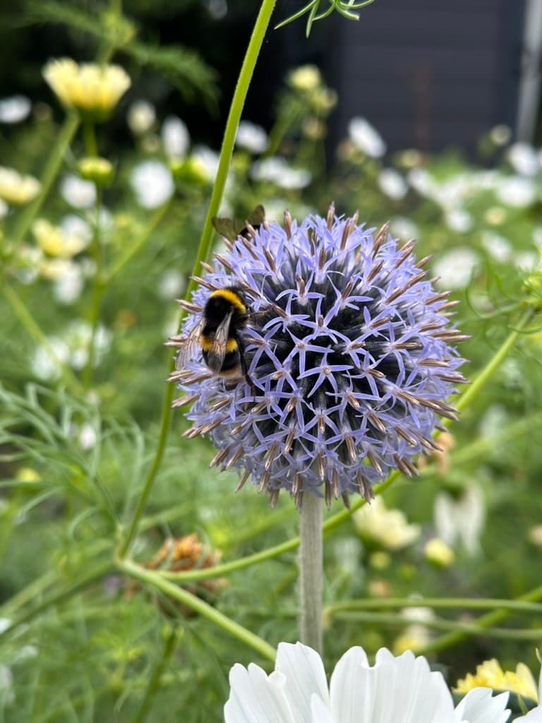 A bumblebee feeding on the pale blue globe of an echinops flower