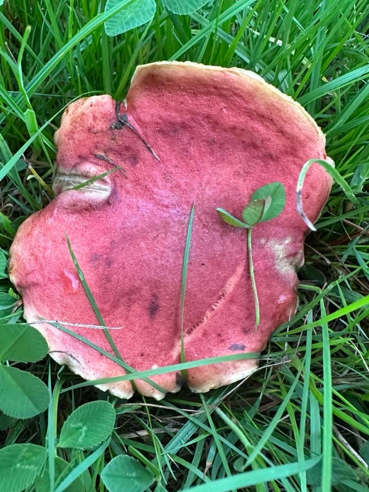A large fungus with a deep pink-red cap and pale margin, lying among grass and clover