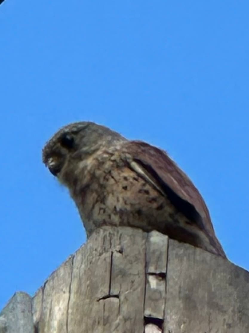 A kestrel perched on the top of a weathered wooden post against a clear blue sky
