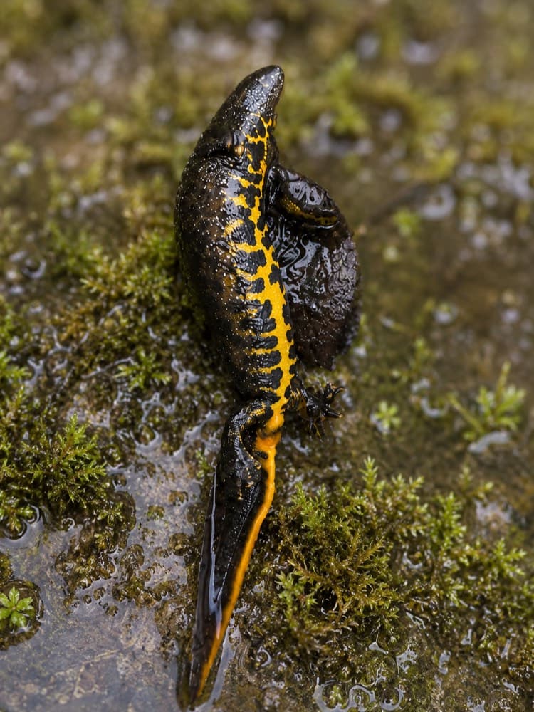 A great crested newt on wet moss, its dark warty back broken by a bright orange stripe along the belly and tail