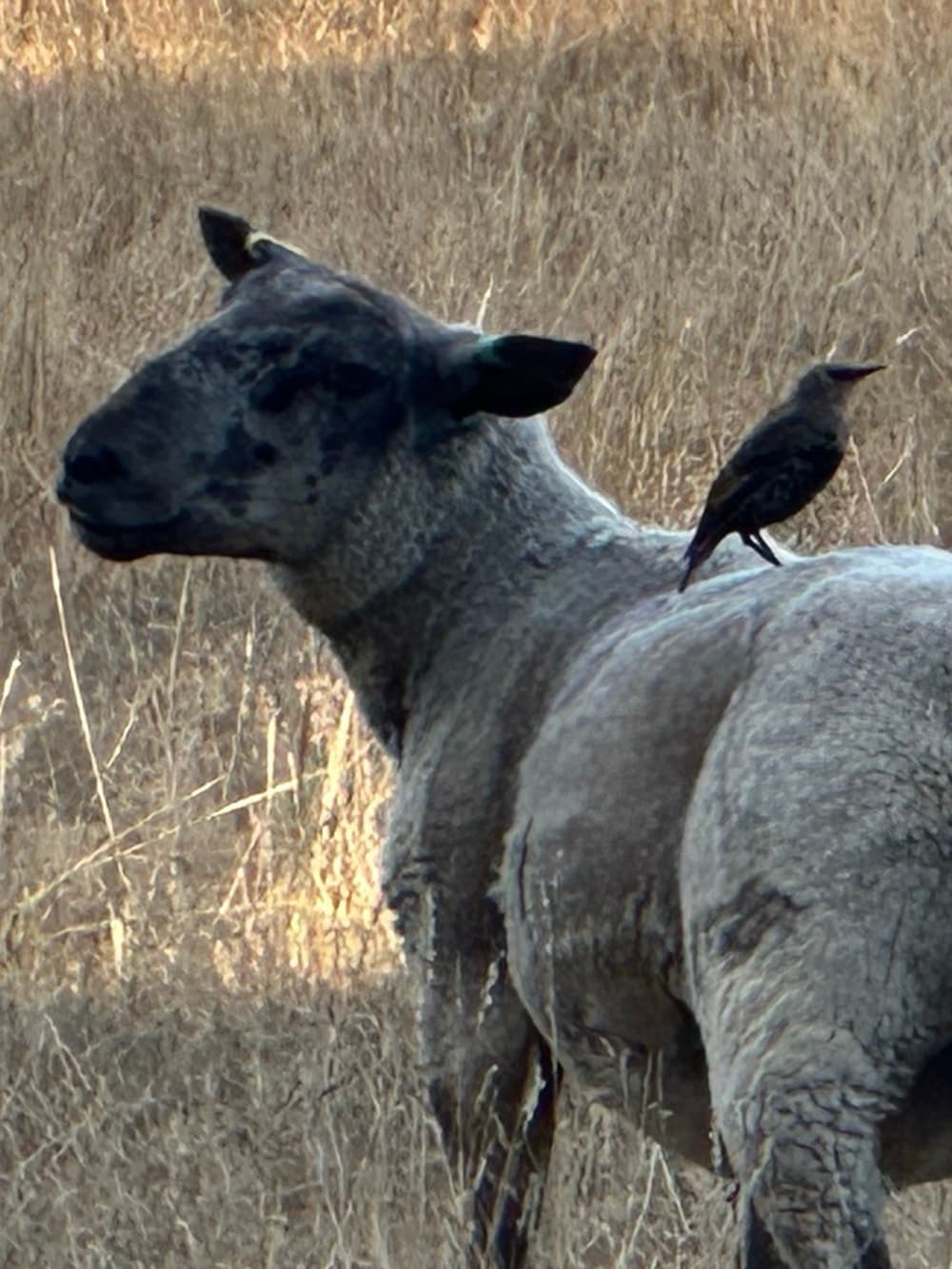 A small dark bird perched on the back of a ewe standing in dry grass