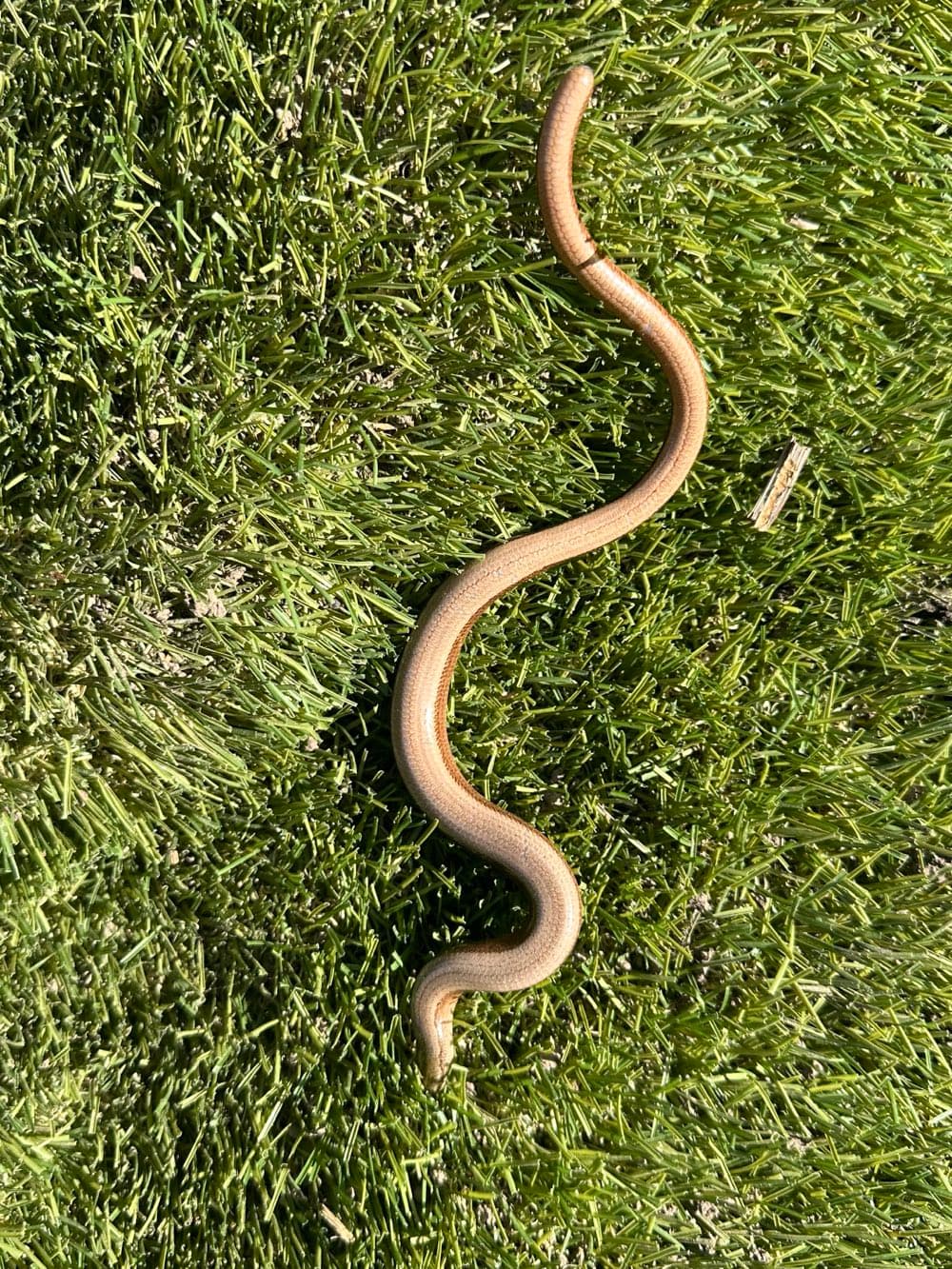 A slow worm, a smooth bronze legless lizard, curving across mown grass